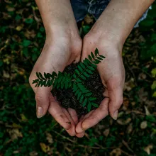 Hände halten Pflanze über Erdboden