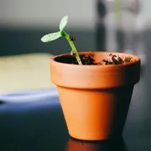 Blumentopf auf Tischplatte