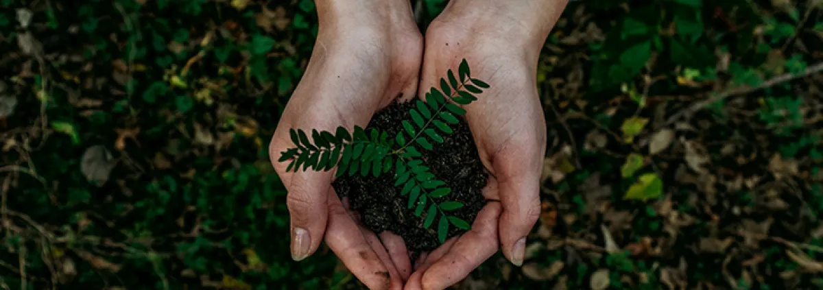 Hände halten Pflanze über Erdboden