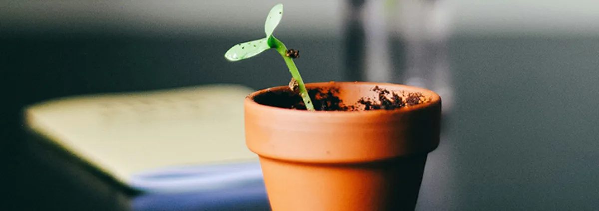 Blumentopf auf Tischplatte